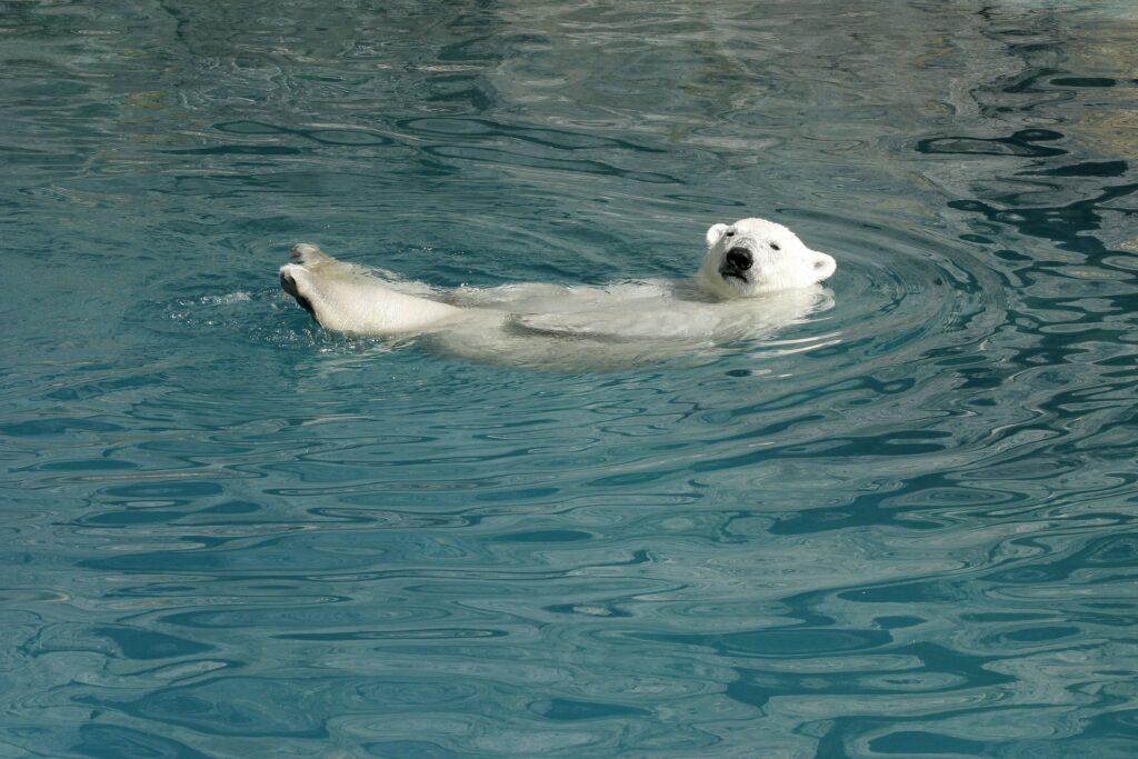 Polar Bear swimming