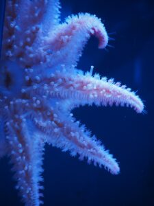 a stunning image of a pale pink starfish on a blue background