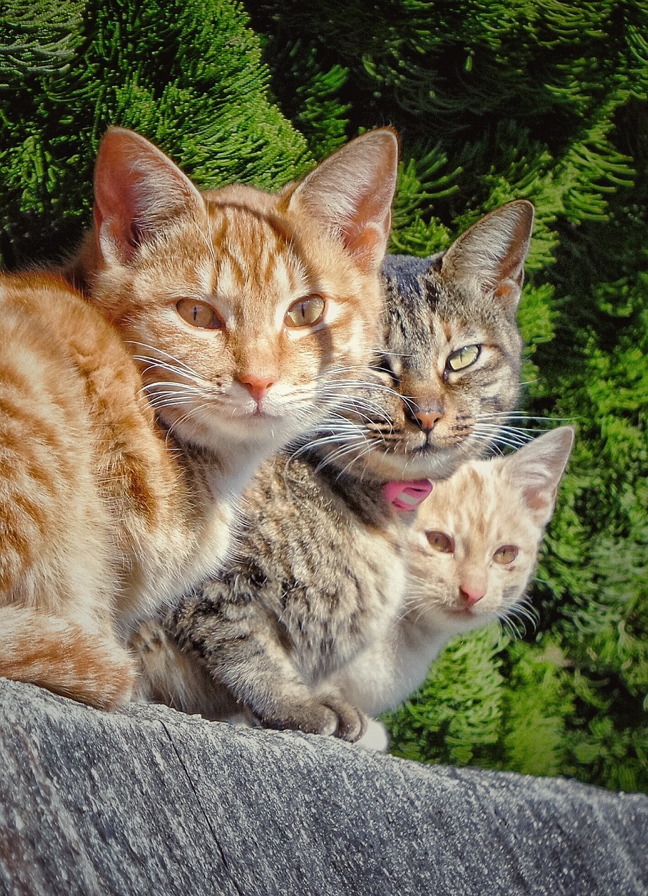 three cats, all staring intently at the photographer